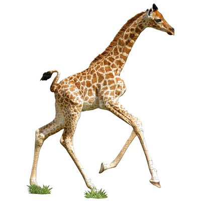 I Am Lil' - Girafe - 100 pcs
